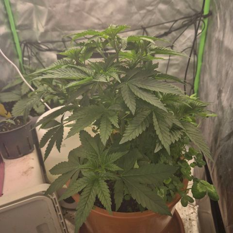 💚Bubba kush 🦝 (56-63 BT) growlog timeline photo