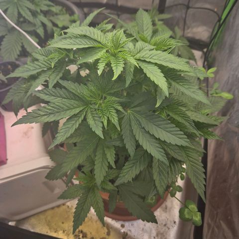 💚Bubba kush 🦝 (56-63 BT) growlog timeline photo