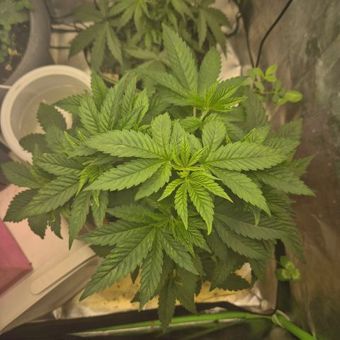 💚Bubba kush 🦝 (56-63 BT) growlog timeline photo