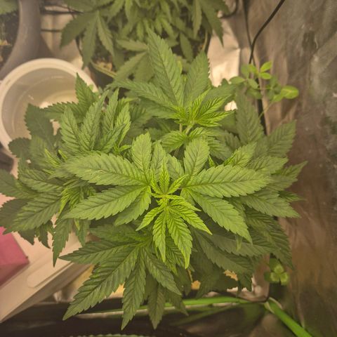💚Bubba kush 🦝 (56-63 BT) growlog timeline photo