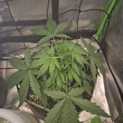 💚CHOCOLOPE 🍫 ☕️auto (56-63 BT) growlog timeline photo