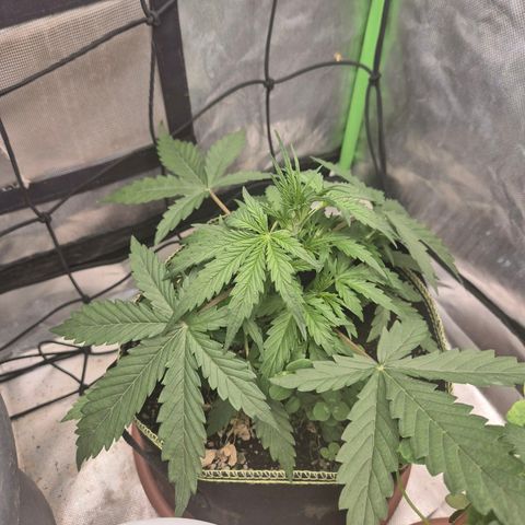💚CHOCOLOPE 🍫 ☕️auto (56-63 BT) growlog timeline photo