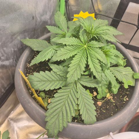LSD auto (63-70 Tage ab Keimung) growlog timeline photo