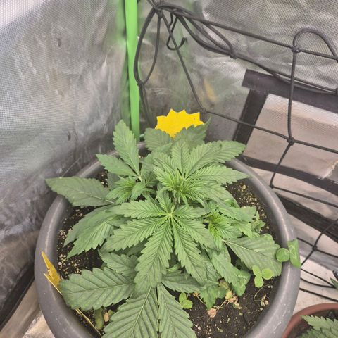 LSD auto (63-70 Tage ab Keimung) growlog timeline photo