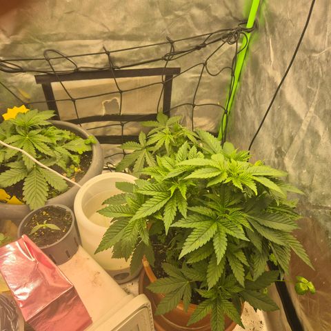 💚Bubba kush 🦝 (56-63 BT) growlog timeline photo