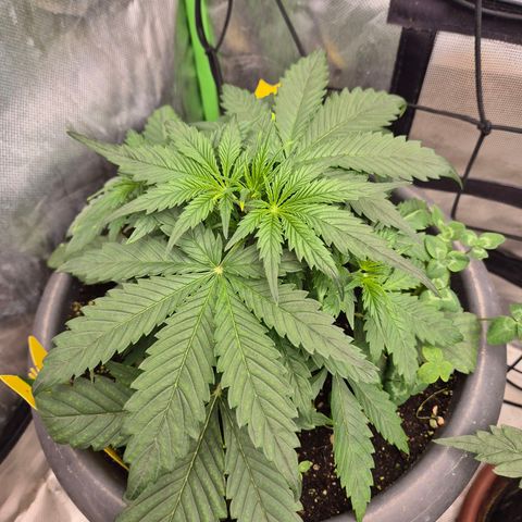 LSD auto (63-70 Tage ab Keimung) growlog timeline photo