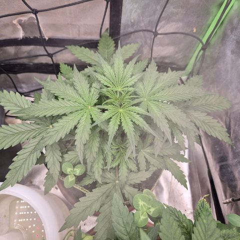 💚CHOCOLOPE 🍫 ☕️auto (56-63 BT) growlog timeline photo