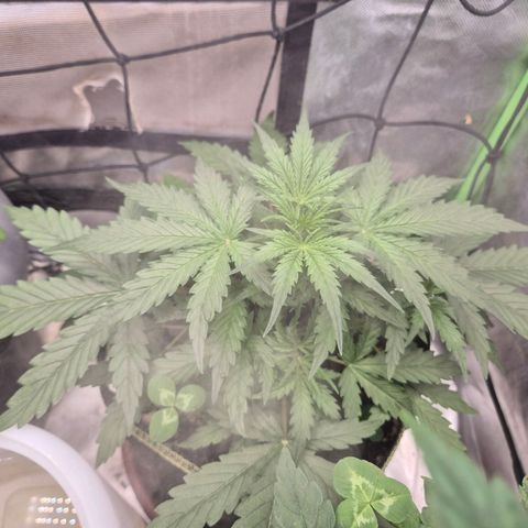 💚CHOCOLOPE 🍫 ☕️auto (56-63 BT) growlog timeline photo
