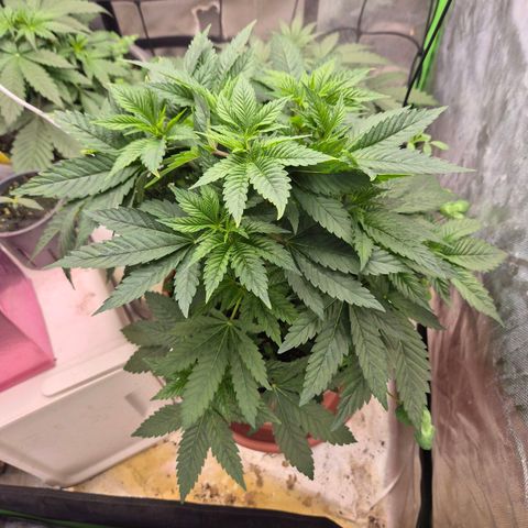 💚Bubba kush 🦝 (56-63 BT) growlog timeline photo