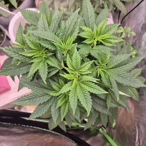 💚Bubba kush 🦝 (56-63 BT) growlog timeline photo