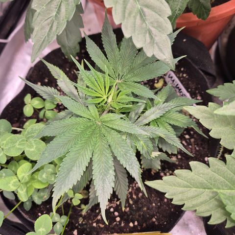 Mimosa evo stecki  🍊🍋🍍 (65-70bt) growlog timeline photo