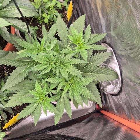 Tangerine dream 🌴 (60-65bt)  growlog timeline photo