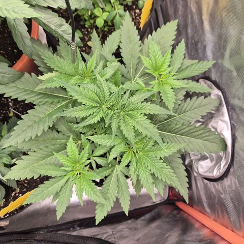 Tangerine dream 🌴 (60-65bt)  growlog timeline photo