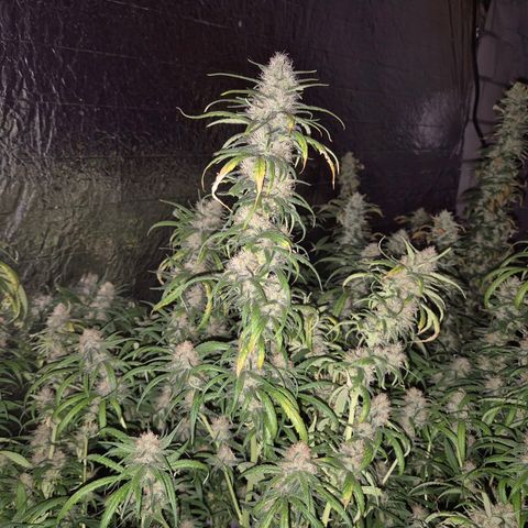 Afghani #1 (45-50bt) growlog timeline photo