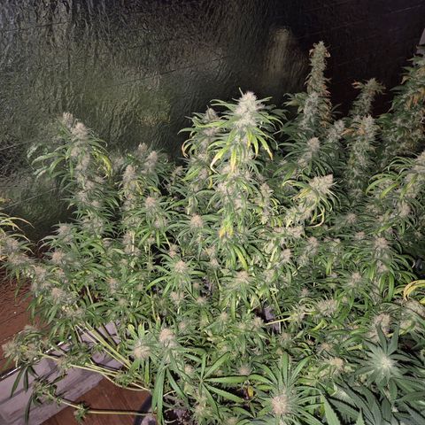 Afghani #1 (45-50bt) growlog timeline photo