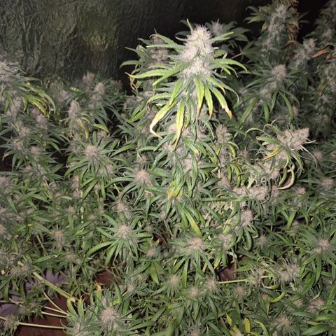 Afghani #1 (45-50bt) growlog timeline photo