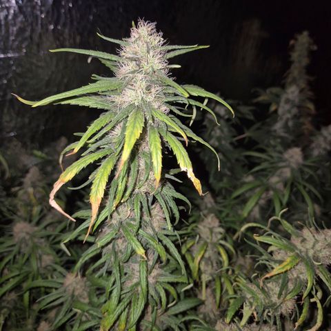 Afghani #1 (45-50bt) growlog timeline photo