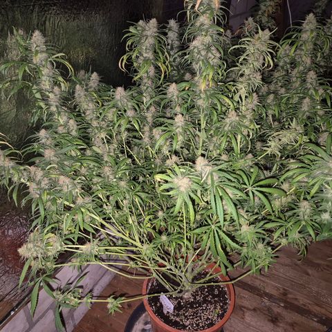 Afghani #1 (45-50bt) growlog timeline photo