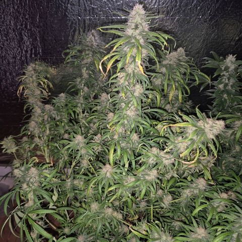 Afghani #1 (45-50bt) growlog timeline photo