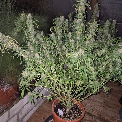 Afghani #1 (45-50bt) growlog timeline photo