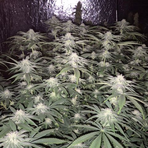 WTF- Königin Mimosa evo 👑👑👑 (65-70bt) growlog timeline photo