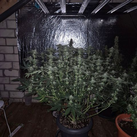 WTF- Königin Mimosa evo 👑👑👑 (65-70bt) growlog timeline photo