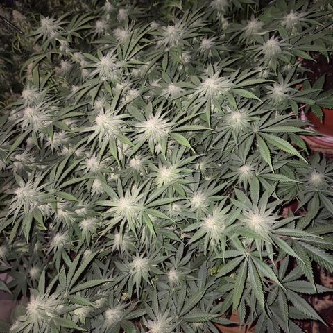 WTF- Königin Mimosa evo 👑👑👑 (65-70bt) growlog timeline photo