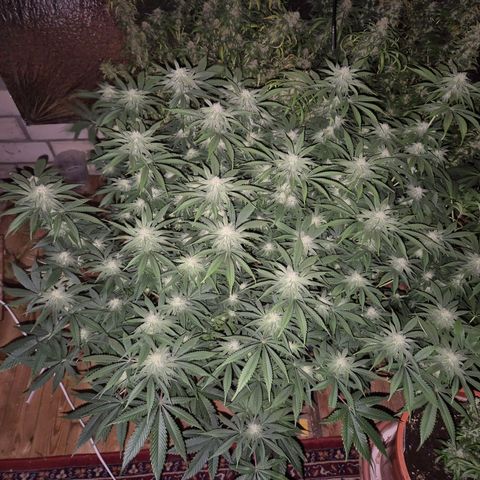 WTF- Königin Mimosa evo 👑👑👑 (65-70bt) growlog timeline photo
