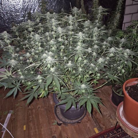 WTF- Königin Mimosa evo 👑👑👑 (65-70bt) growlog timeline photo