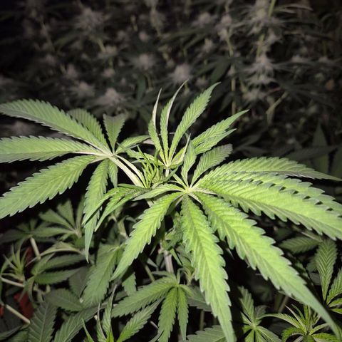 Ice cream cake 🍰 & permanent marker🖊(65-73bt) growlog timeline photo