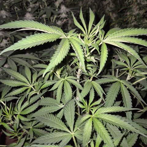 Ice cream cake 🍰 & permanent marker🖊(65-73bt) growlog timeline photo