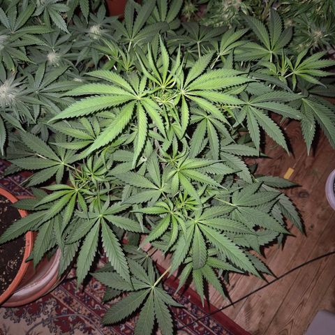 Ice cream cake 🍰 & permanent marker🖊(65-73bt) growlog timeline photo