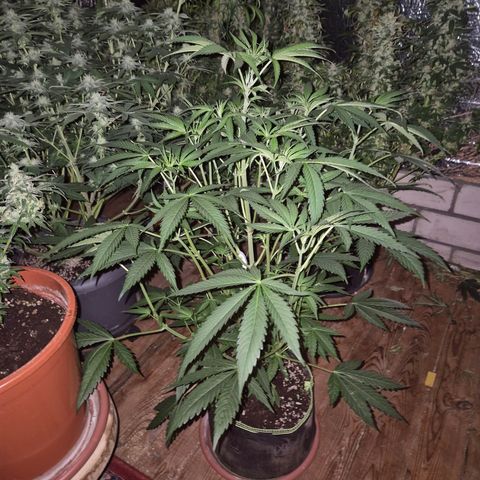 Ice cream cake 🍰 & permanent marker🖊(65-73bt) growlog timeline photo