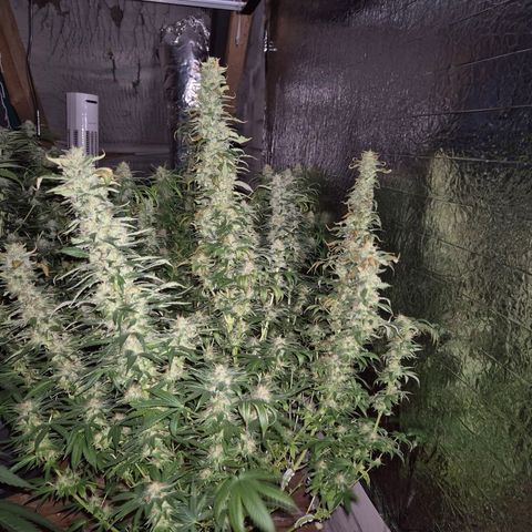 Biscotti (56-70bt) growlog timeline photo