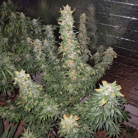Biscotti (56-70bt) growlog timeline photo