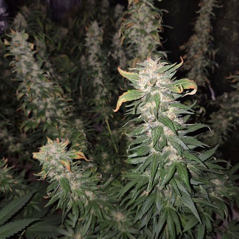 Biscotti (56-70bt) growlog timeline photo