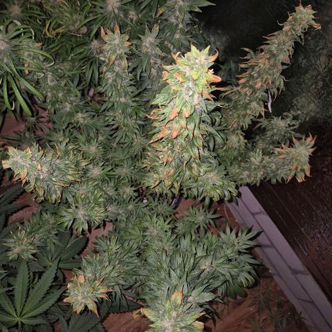 Biscotti (56-70bt) growlog timeline photo