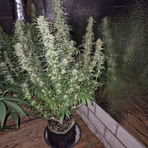 Biscotti (56-70bt) growlog timeline photo