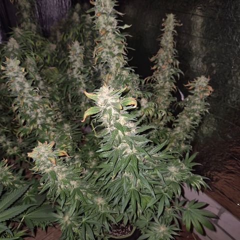 Biscotti (56-70bt) growlog timeline photo