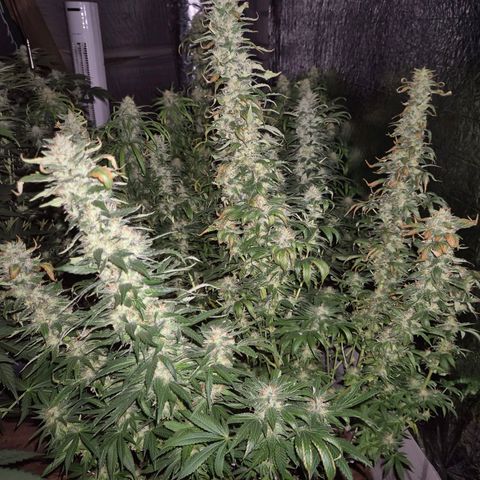 Biscotti (56-70bt) growlog timeline photo