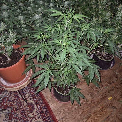 Ice cream cake 🍰 & permanent marker🖊(65-73bt) growlog timeline photo