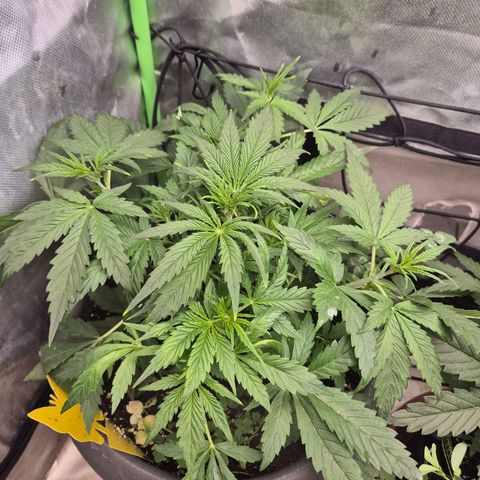 LSD auto (63-70 Tage ab Keimung) growlog timeline photo