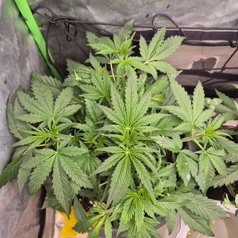 LSD auto (63-70 Tage ab Keimung) growlog timeline photo