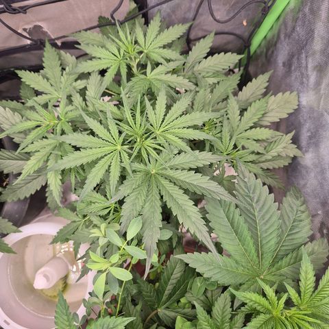 💚CHOCOLOPE 🍫 ☕️auto (56-63 BT) growlog timeline photo