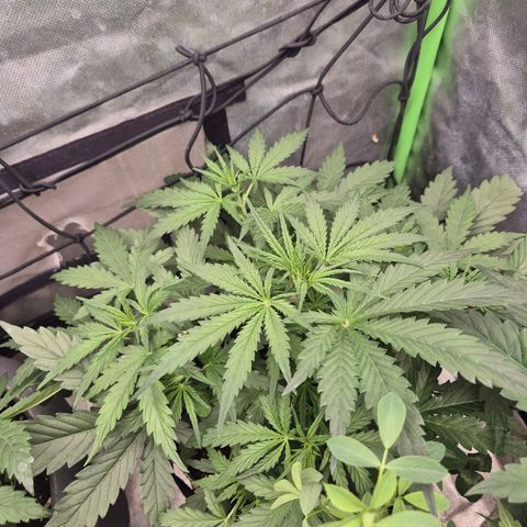 💚CHOCOLOPE 🍫 ☕️auto (56-63 BT) growlog timeline photo