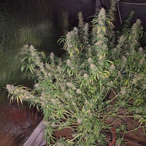 Afghani #1 (45-50bt) growlog timeline photo