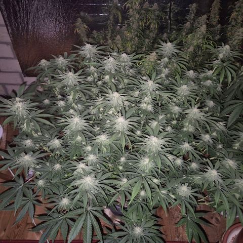 WTF- Königin Mimosa evo 👑👑👑 (65-70bt) growlog timeline photo