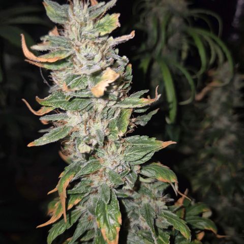 Biscotti (56-70bt) growlog timeline photo