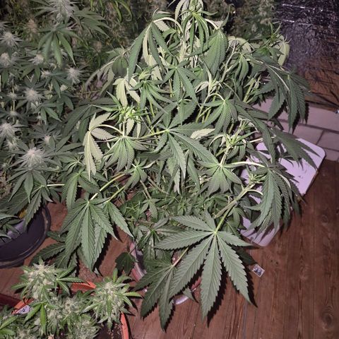 Ice cream cake 🍰 & permanent marker🖊(65-73bt) growlog timeline photo