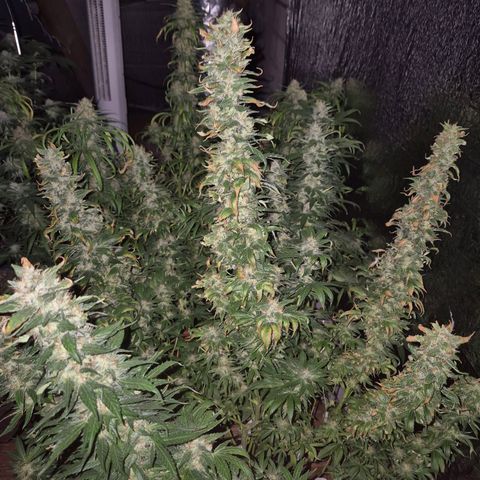 💚Bubba kush 🦝 (56-63 BT) growlog timeline photo
